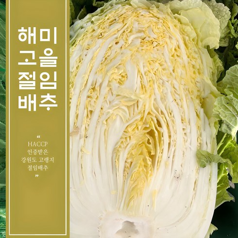 고랭지절임배추 - HACCP 인증받은 강원도 고랭지 절임배추 10kg 20kg / 최서방 절임배추 / 해미고을 절임배추