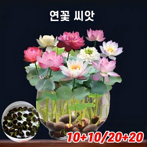 연꽃 - [당일배송] 10+10/20+20 연꽃 씨앗 연못 수중재배 꽃씨앗 미니 수련 연꽃 실내식물, 10+10, 1개