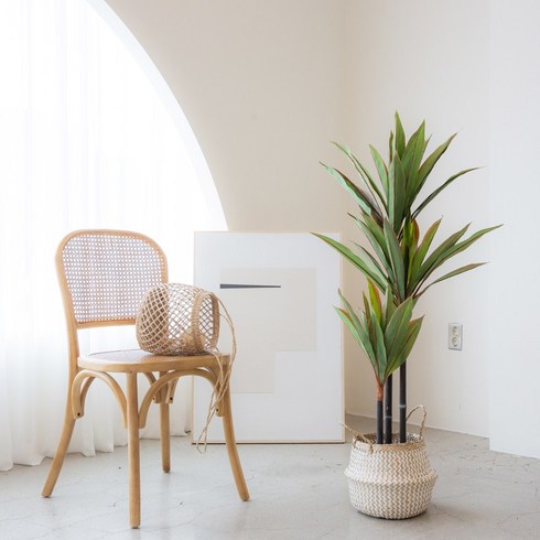 포플랜트 코르딜리네 조화나무, 1개