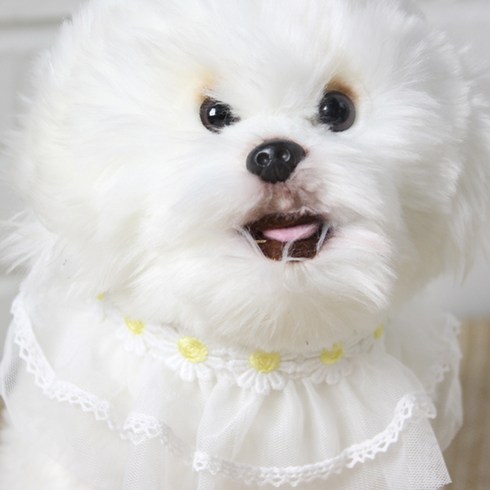 에이미러브즈펫 강아지 고양이 데이지케이프, 옐로우, 1개