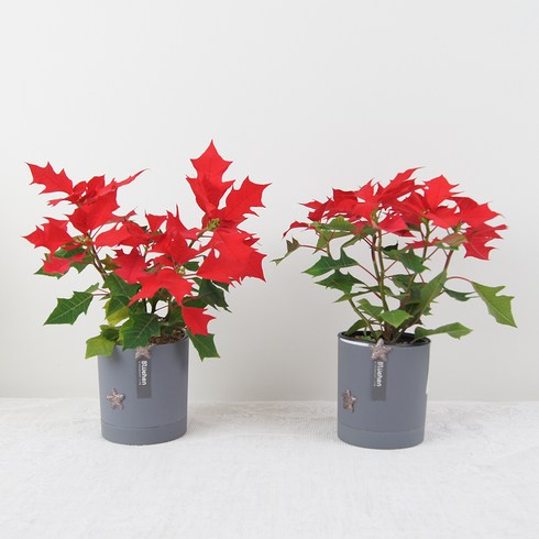 블뤼엔 식물 포인세티아 중, 레드, 2개