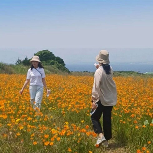 제주여행 3박 4일 - [제주도] 3박4일 제주도여행 패키지가파도투어 초특가 여행 상품