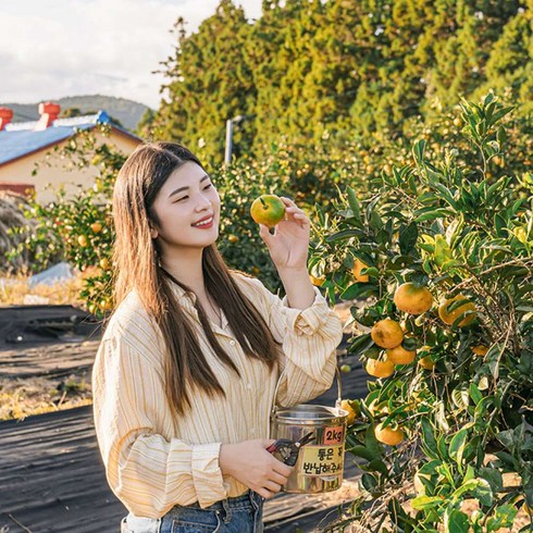 제주귤따기체험 - [제주] 제주 최남단 체험감귤농장