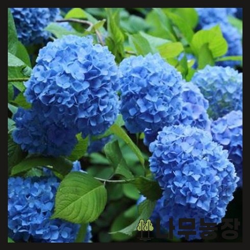 (나무농장) 수국 니코블루 P9 포트, 4개