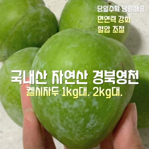 자두 - [산지직송] 국내산 자연산 경북영천 고당도 켈시자두 1kg대 2kg대, 1박스