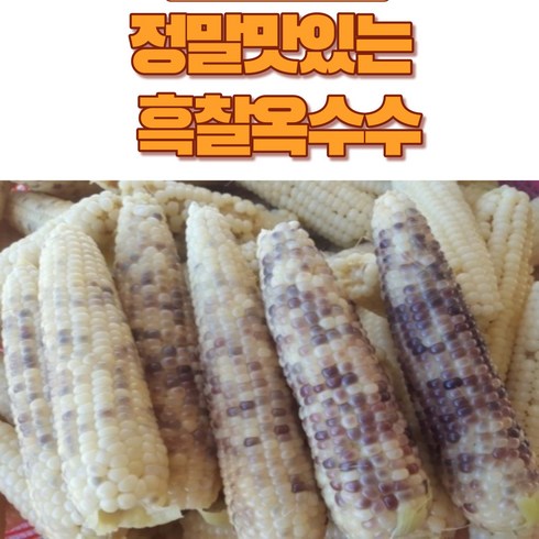 고성옥수수 - 정자농원 농부직송 흑찰옥수수 선별 괴산햇찰옥수수 생물옥수수 맛있는 옥수수, 20개