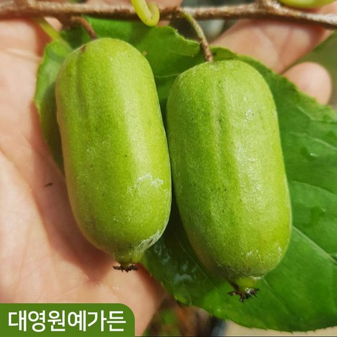 정원수 - 용성2호 왕다래 2년생 덩굴식물 자가수정 다래나무, 2년생포트, 1개