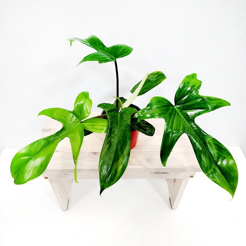 에덴플랜트 필로덴드론 플로리다 뷰티 그린 공기정화식물 플로리다뷰티 인테리어 카페식물, 1개