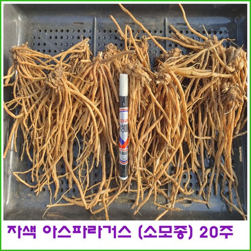 자색 아스파라거스 (2년차 소모종) = 20주 판매., 1개<자색 소모종 20주>“></a>
                </div>
<div class=