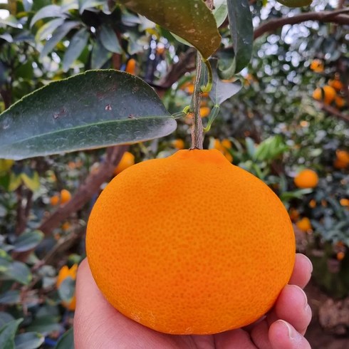 감귤몽 제주 산지직송 레드향 선물용 1.5kg 3kg 5kg 중과 대과(L 2L), 1개, 3KG(선물용 중과)