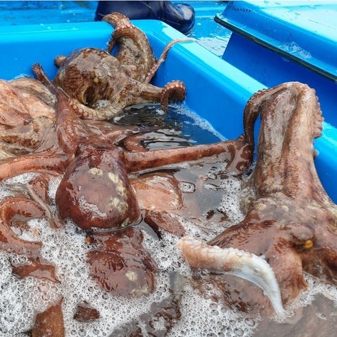 자숙문어 - [산지직송] 당일조업 통영 자연산 돌문어, 2kg (2~8미), 1개