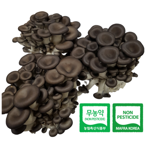 산지직송 친환경 무농약 GAP 느타리버섯 2KG 대용량 흑타리버섯, 1개