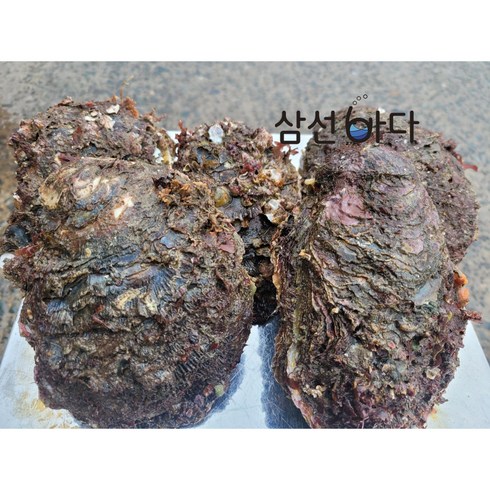 거제해녀가 채취한 바위굴 원물 5kg, 1개, 자연산 바위굴 5kg(12-15미내외)