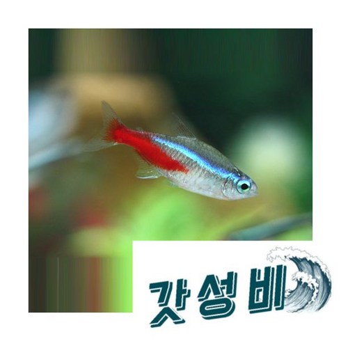 네온테트라 20마리, 1개