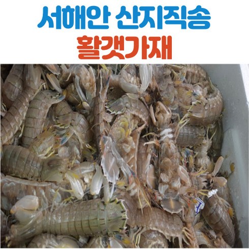 산지직송 서해안 갯가재 1kg 22미~27미, 1개