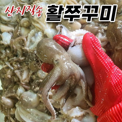 활쭈꾸미 - 국산 활쭈꾸미 생물 주꾸미, 3kg, 1개