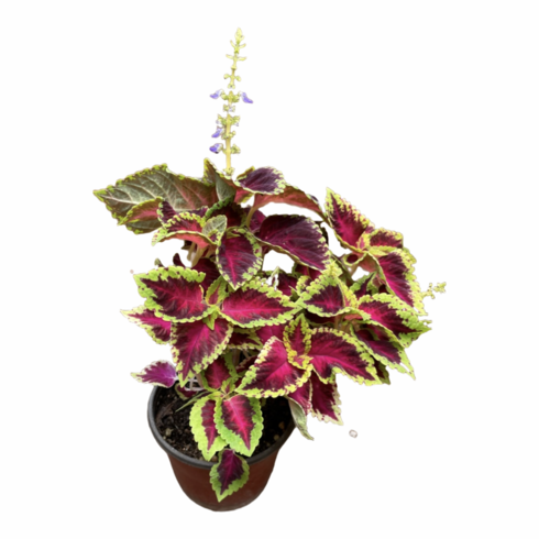 그린플랜트 꽃식물 코레우스 (품종색상랜덤) 1+1