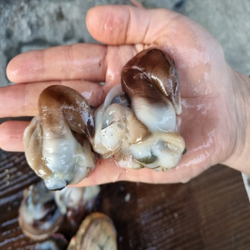 국내 여수산 초코 손질 새조개 2.5kg 실중량 500g 당일작업 샤브샤브 횟감, 손질 초코 새조개 2.5kg