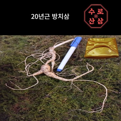 [수로] 국내산 산삼 20년 방치삼, 1개, 1뿌리