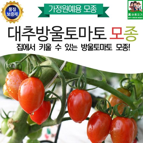 집에서 키울수 있는 대추방울토마토모종 5주, 1개