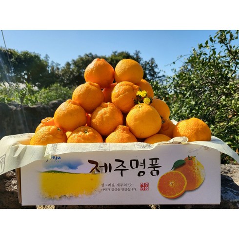 제주스카이팜 -제주 노지한라봉 하우스한라봉 2kg 3kg 5kg 10kg 선물용(가방포함) 가정용, 한라봉 선물용 1.8kg 중대과 (6~12과)-가방포함, 1개