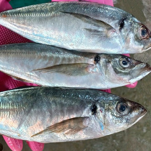 생선 잡어 생선구이 통영 메가리 전갱이, 전갱이 1kg, 1개