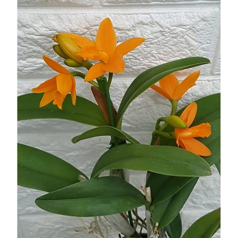 2023년 가성비 최고 리틀썬 - 카틀레아28 - 리틀선, 1개