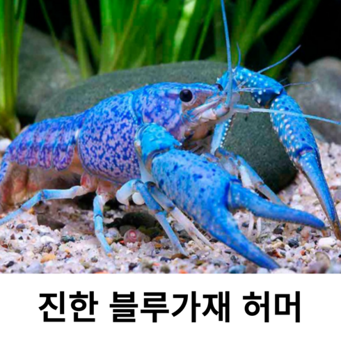 [안전배송] 애완 블루가재 허머 암 숫 선별 발송, 허머 숫