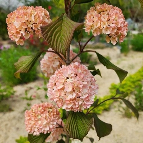 설구화 오데마리 나무 묘목 수구화 분홍꽃 20cm, 01. 분홍꽃 20cm 포트, 1개