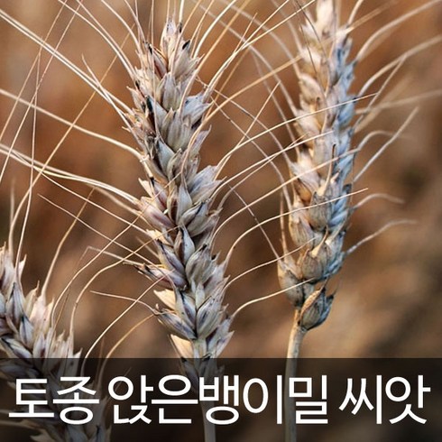 앉은뱅이밀 씨앗 토종밀 종자 재래종 호밀 씨 300알, 1개