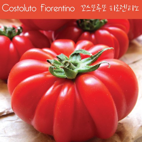 에어룸토마토 - 꼬스또루또 피로렌티노 Costoluto Fiorentino 달콤한 희귀토마토 교육용 체험용세트