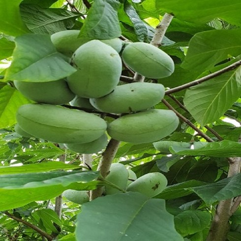 포포나무 - 꿈의과일마을 포포나무 레만스딜라이트 접목묘(800g 대과종), 1개