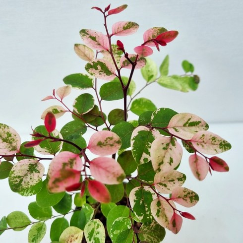 소코라코 재입고 (10cm), 1개