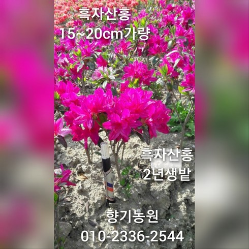 철쭉 묘목 2년생 판매, 20주, 흑자산홍