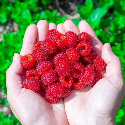 산딸기 - 프리미엄 햇 산딸기 1kg 생과 특품 농장직송, 250g, 4팩