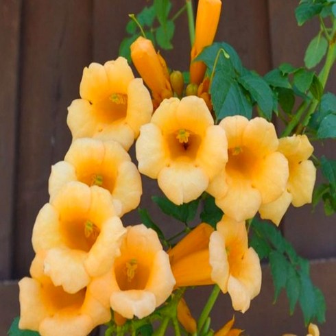 능소화 꽃나무 플레바 P15포트