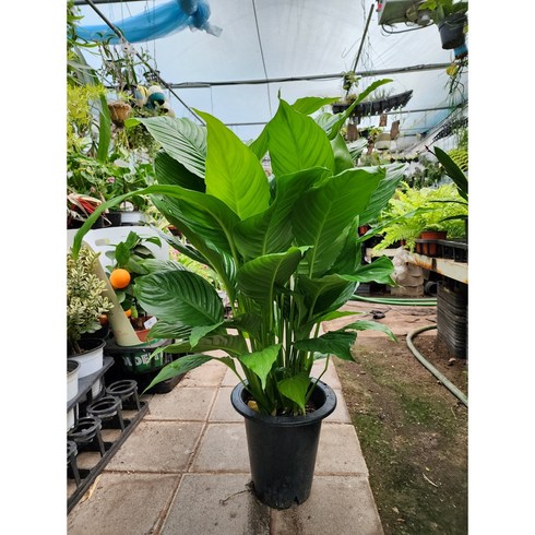 스파티필름 - 스파트필름 공기정화식물 50-60cm 인테리어식물, 1개