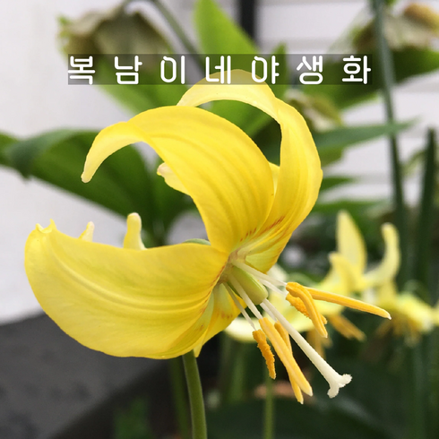 복남이네야생화 - 구근 얼레지 파고다 [2구 복남이네야생화 elegy 에리트로니움 erythronium], 2개