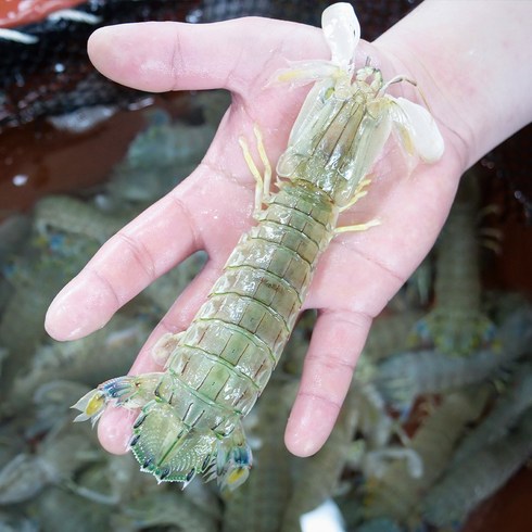 자연산 갯가재 1kg 털치 쏙 생물, 1개