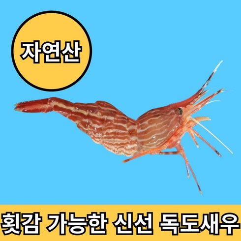 꽃새우 - 청년고집 횟감 가능한 동해안 독도 꽃새우 급냉, 1개, 500g(30~40미)