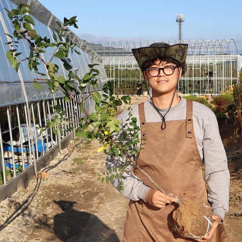 사과대추묘목 - 사과 대추나무 묘목 3년생 분묘 왕대추, 1개, 사과대추 3년생 분묘