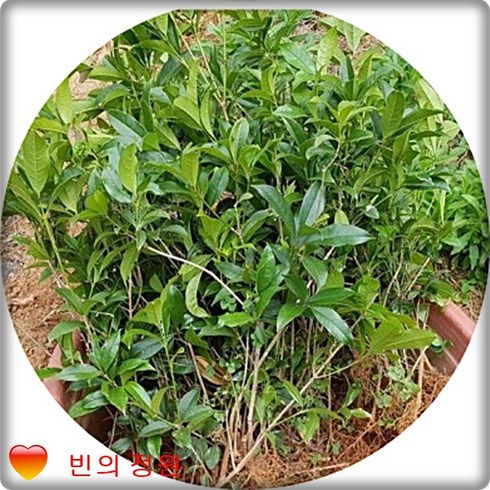 금목서 묘목 2년생10주 향기나는나무