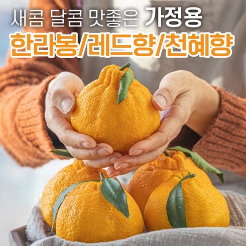 상큼달콤한 제주 가정용 한라봉 천혜향 레드향 만감류 제주도 귤 감귤 못난이 2kg 3kg 5kg, 1개, 3kg (한라봉 가정용)