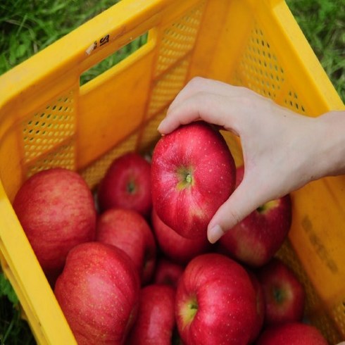 꿀사과 - [재구매율1위] 산지직송 꿀먹은 부사사과 홍로사과, 1개, 5kg