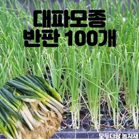 파모종 TOP01