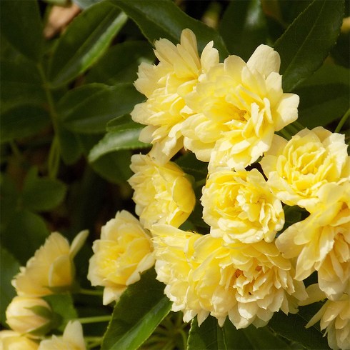 목향장미 루테아 덩굴장미 노랑민찔레 가시없는 겹꽃, 14cm포트, 1개