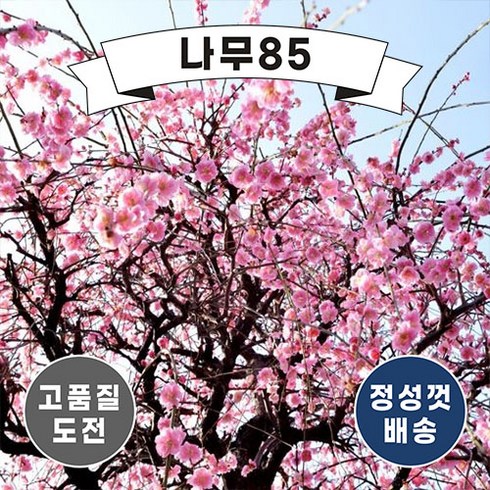 (나무85) 수양홍매화 수양백매화 접목1년, 2. 수양백매화 접목1년, 1개