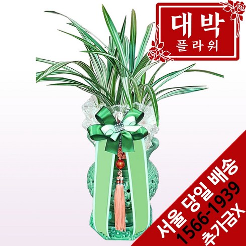대박플라워 비취옥 동양란 승진선물 취임 영전 이전 개업선물 부모님선물 꽃배달