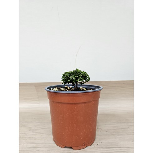 봄봄 청짜보 공기정화식물, 1개