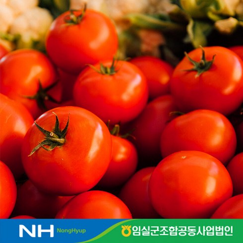 농협인증 임실 국내산 완숙토마토 5kg 특등급 (150g미만)